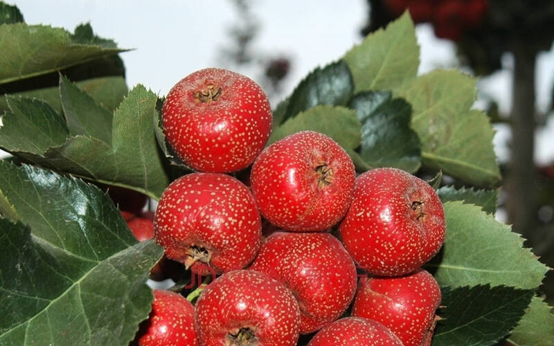 山楂盆景怎么养才能开花,山楂盆景如何造型