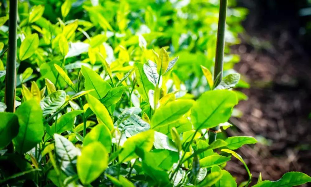 第一次来苏杭旅游必看本地人建议,新手玩游戏的必看