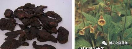 中药饮片独角牛别名,中药饮片大芸的别名