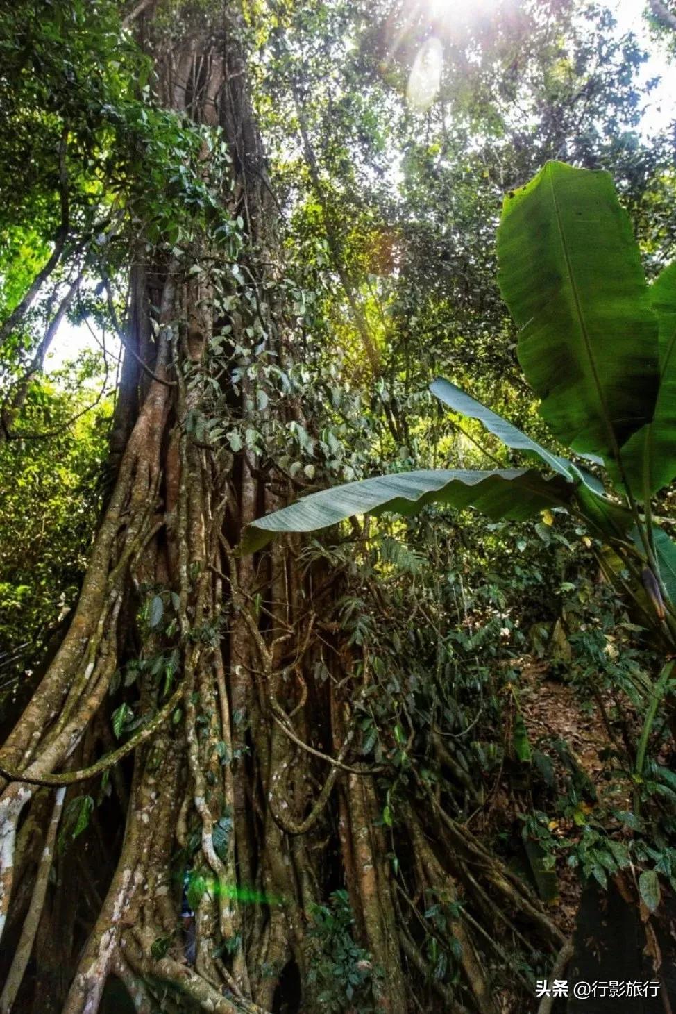 云南的西双版纳州怎么样,云南西双版纳景区怎么样