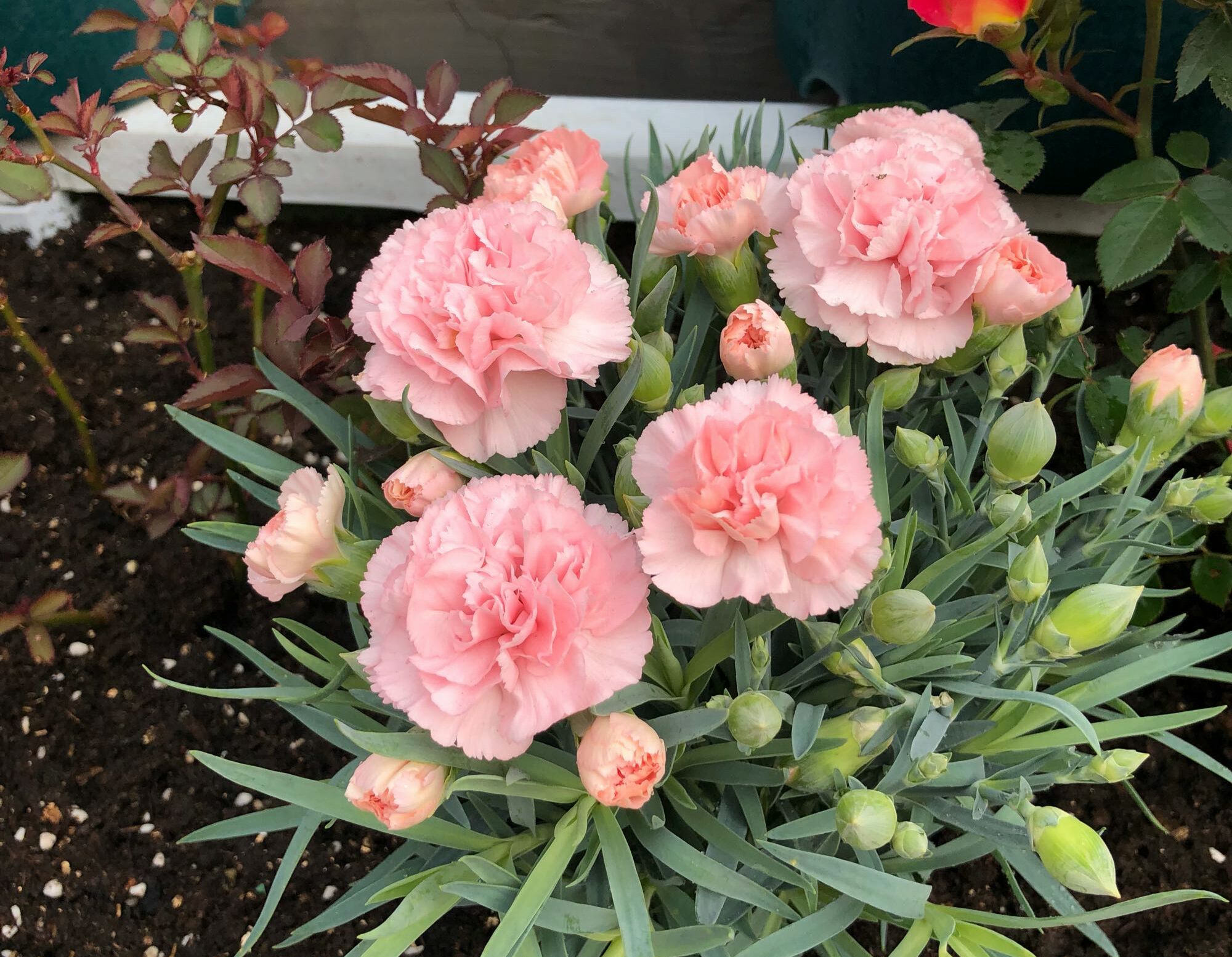 盆栽康乃馨晒枯萎怎么补救,康乃馨盆栽花枯萎怎么修剪