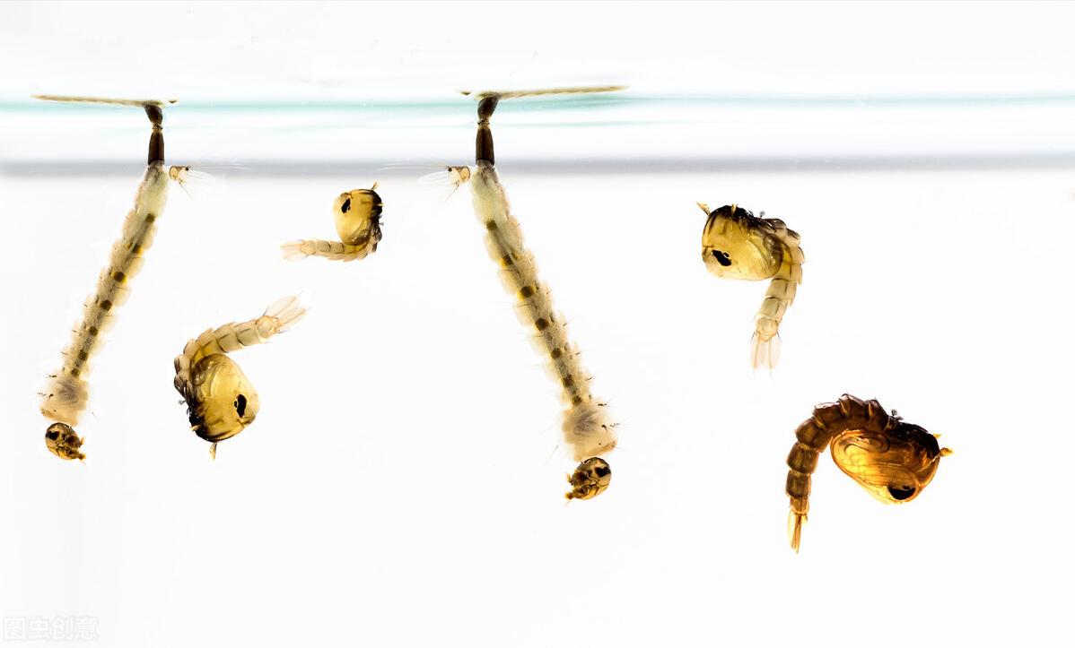 水泥池养黄鳝一亩能养多少,养一亩黄鳝一年能赚多少钱