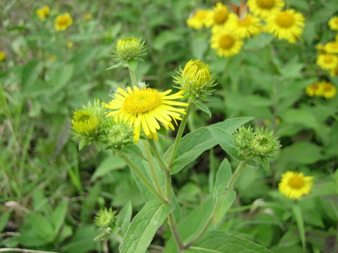适合山东地区种植的珍稀树种,十种常见观赏草有哪些
