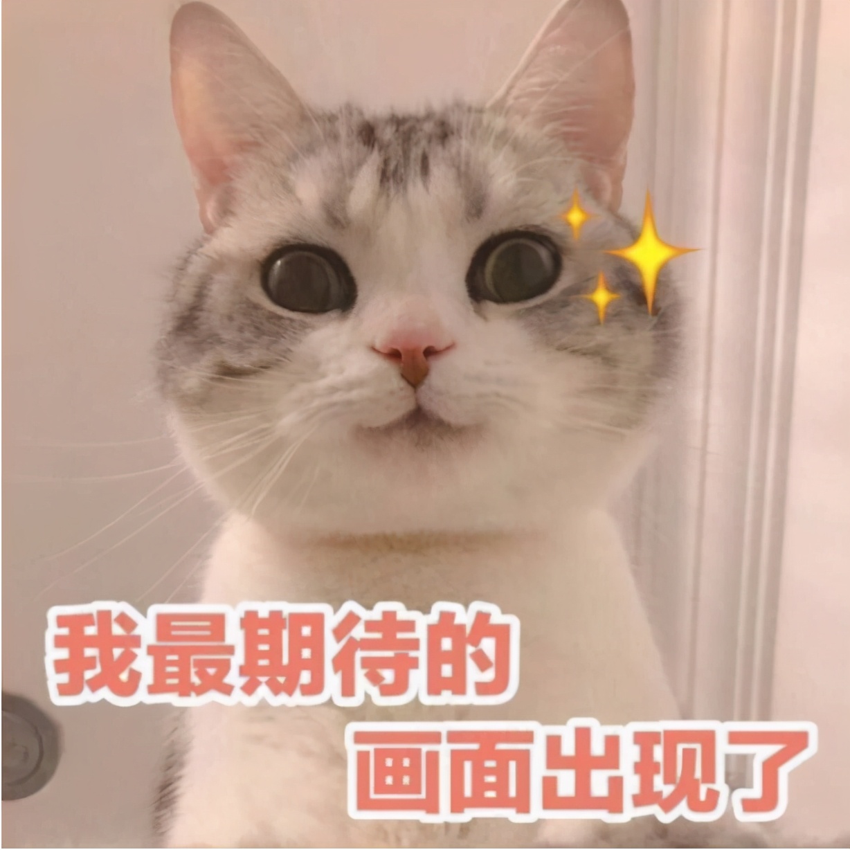 猫咪饲养日常攻略,饲养猫咪的常识和技巧
