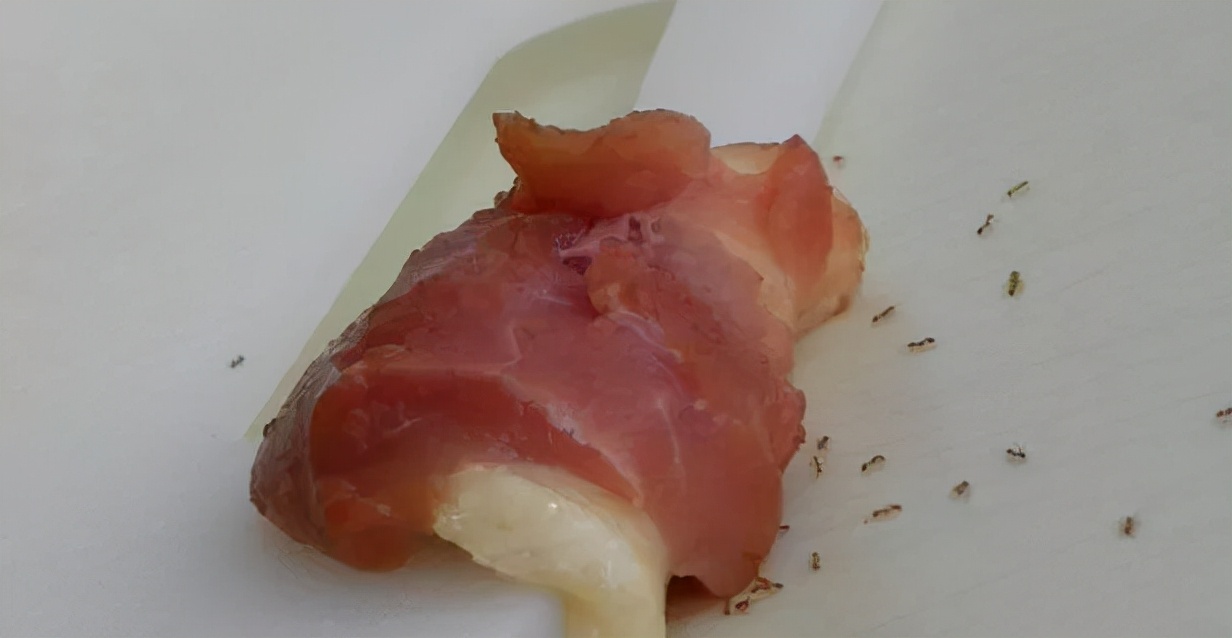 家里容易出现的虫子都有哪些,家里出现的虫子有哪些