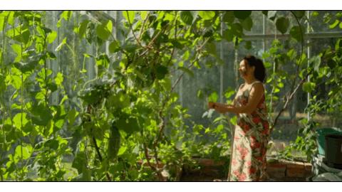 耗费十余年打造透明“自然屋”,瑞典爸爸终与自闭症儿子和解