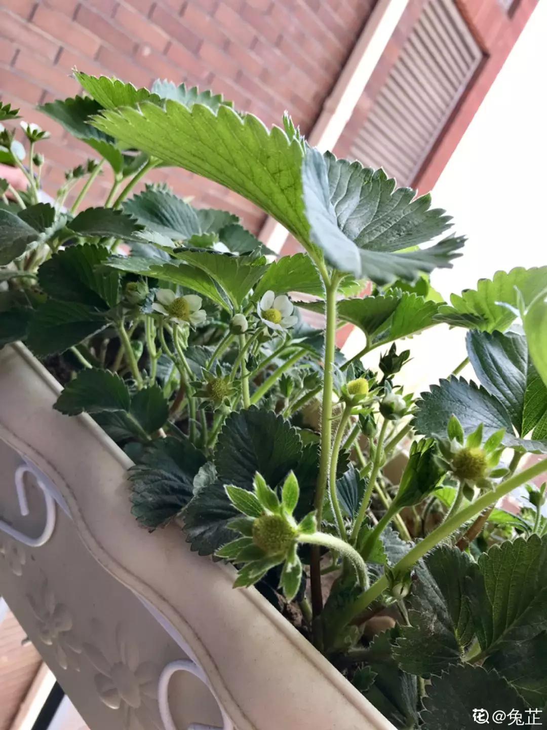 一根枝插土里就能成活的果树,大树枝直接插土里能活吗