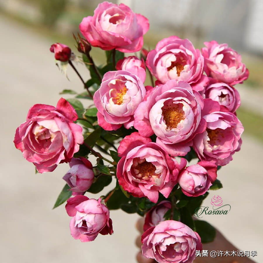 比较香又好养的月季 (颜值高又好养的月季适合阳台党的)
