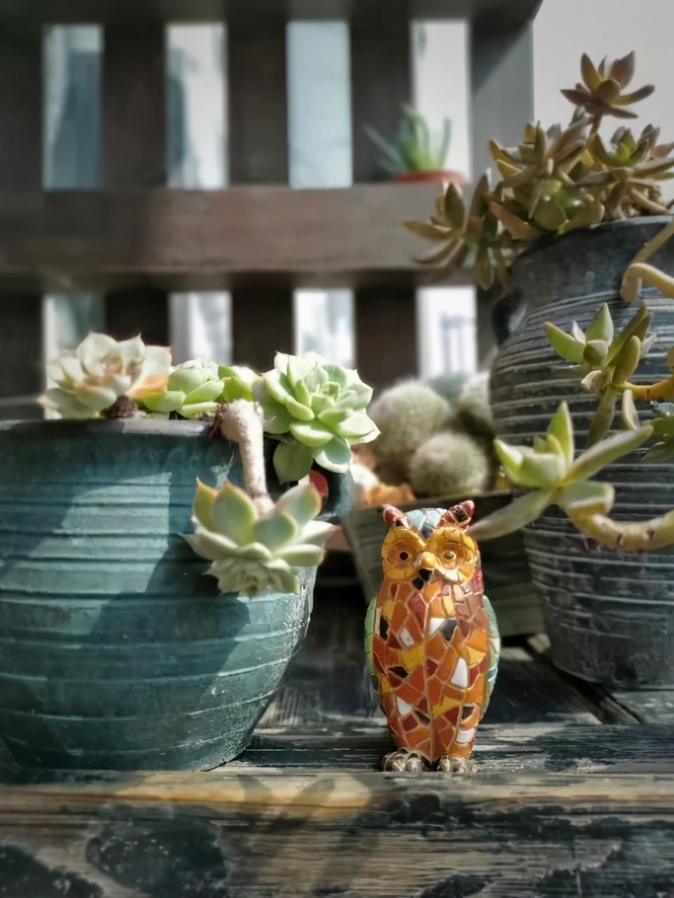 阳台多肉花园简直美翻了,适合男生养的多肉