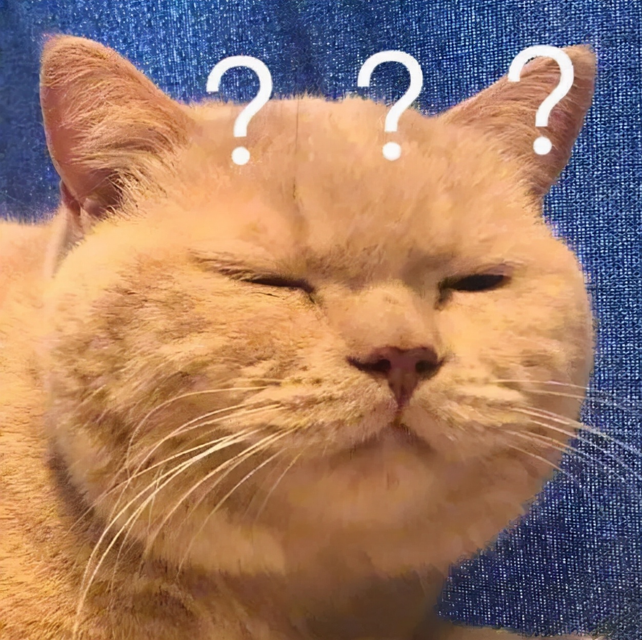 猫咪胡须弯了是病么,猫咪疲劳的表现