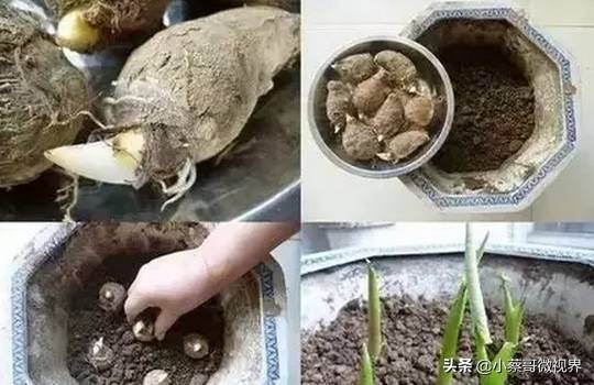 吃完的水果不要扔试试在家就能种,吃完的水果种子