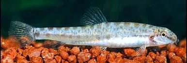 野生泥鳅品种图片大全大图,最大的泥鳅图片大全