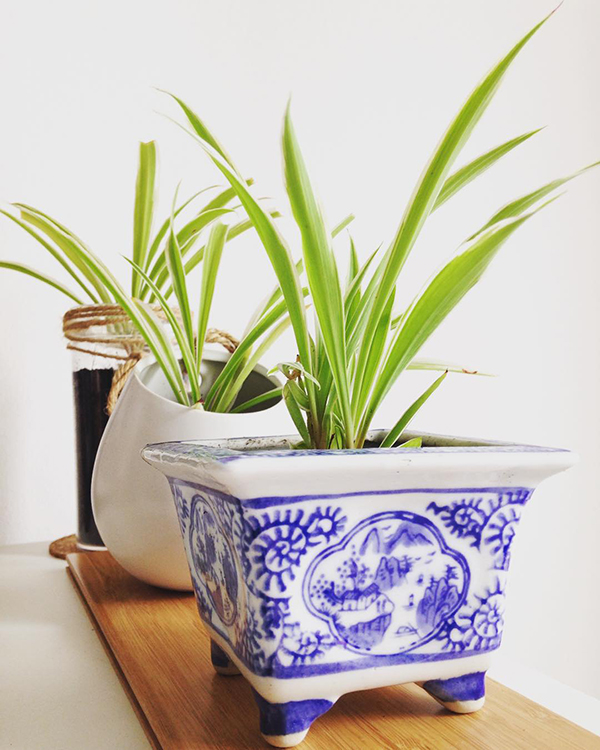 养吊兰如何避免黄叶干尖？定期喷洒此种水溶液，叶片越长越绿