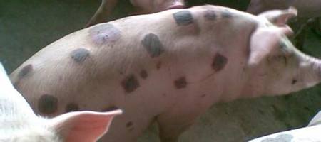 猪身发紫怎么治,猪全身发紫是什么病