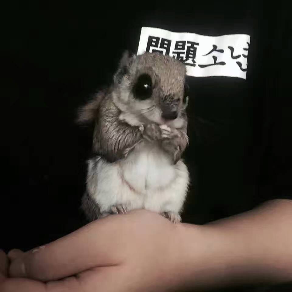 被蜜袋鼯咬出血需要打疫苗或者破伤风嘛,正确的处理方式是什么