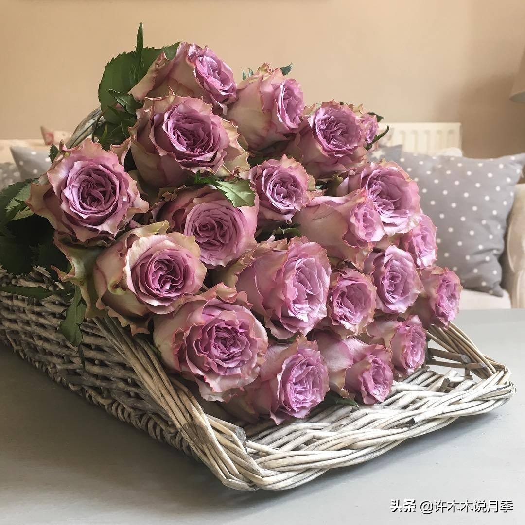 花店玫瑰自己可以种吗?玫瑰种植手册在此,情人节别浪费钱买花了