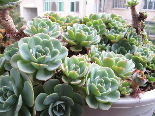 多肉玉蝶怎么爆多头,玉蝶多肉多头老桩状态图