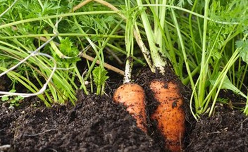 大棚秋季胡萝卜的种植,春胡萝卜种植技术