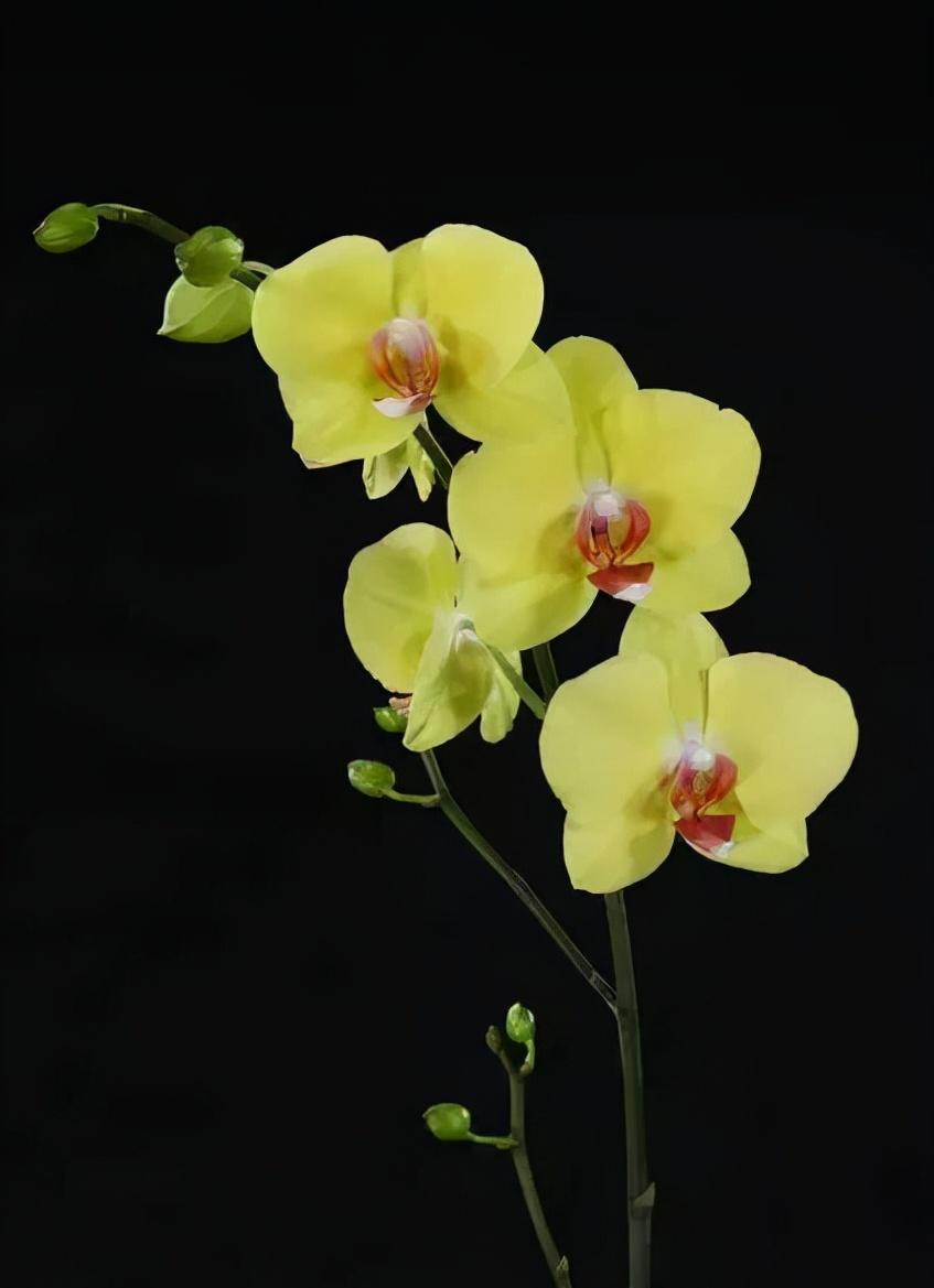 鍏拌姳绉嶇被鍥鹃壌,鐪嬭姦澶磋鲸鍏拌姳绉嶇被