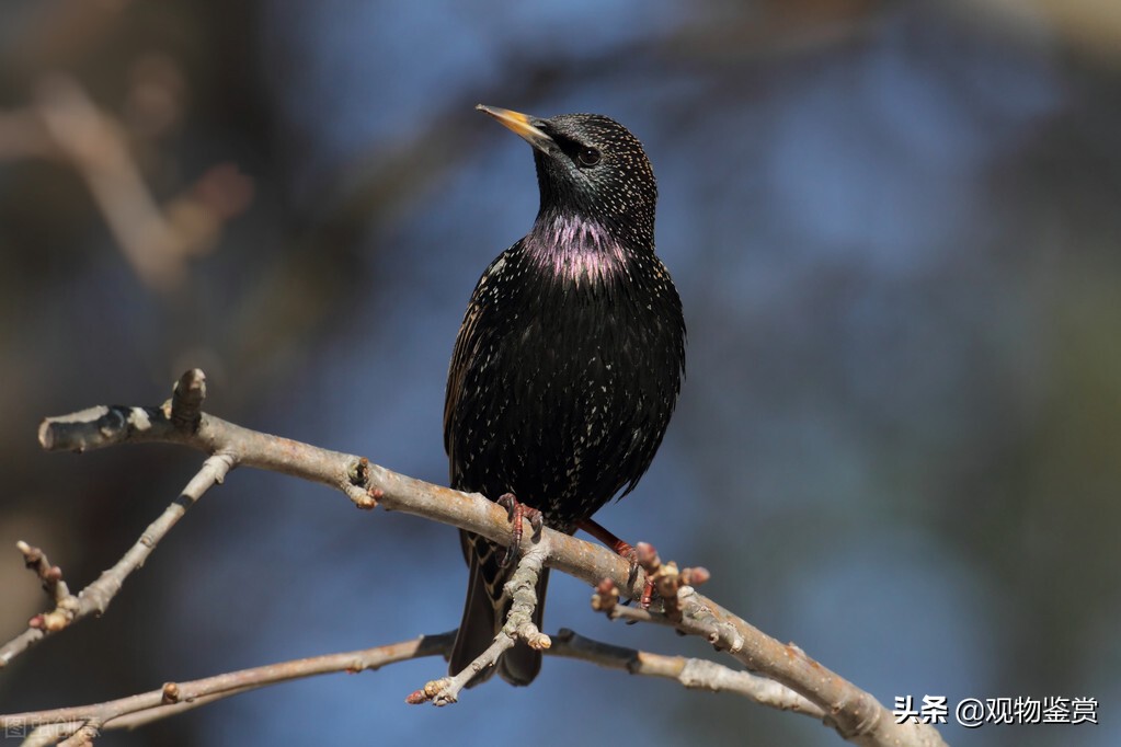 八哥天生就能学人说话吗,有人说家里不可以养八哥