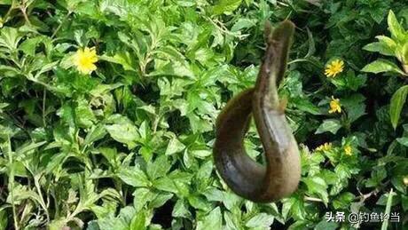 又到了最适合垂钓的季节,又到秋季了如何钓鱼