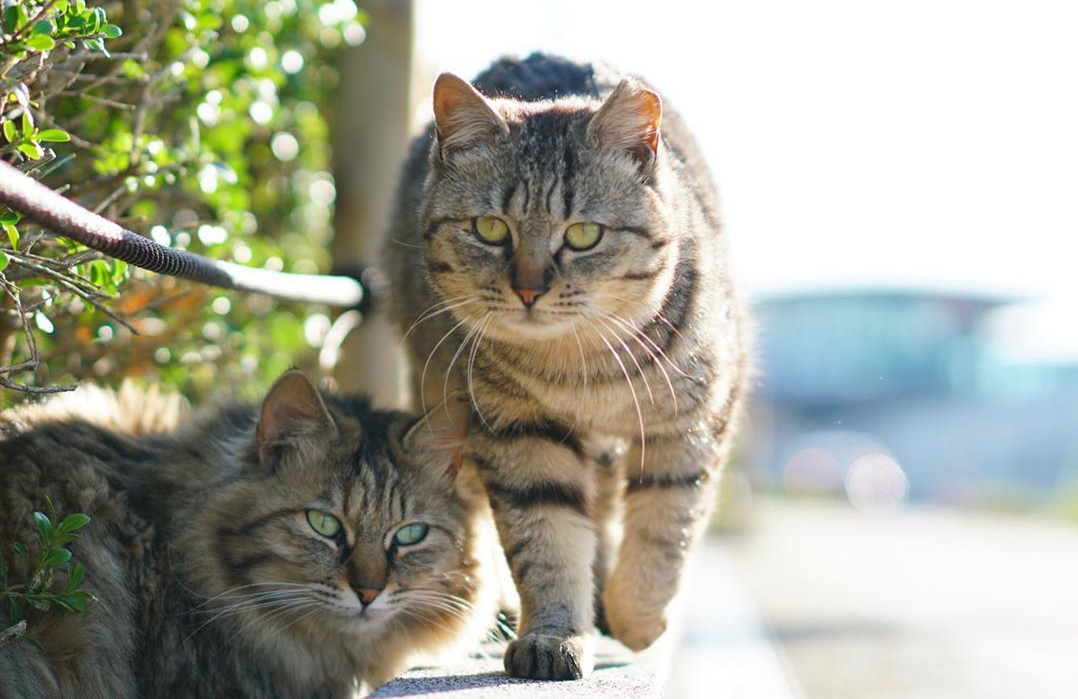 猫咪打架被咬伤了怎么办,被猫咪咬了伤口愈合了要去打针吗