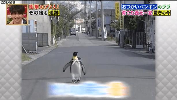 去世的小企鹅,死去的南极企鹅