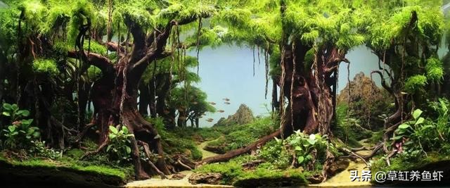 草缸新手入门需要准备什么设备,玩草缸怎么玩