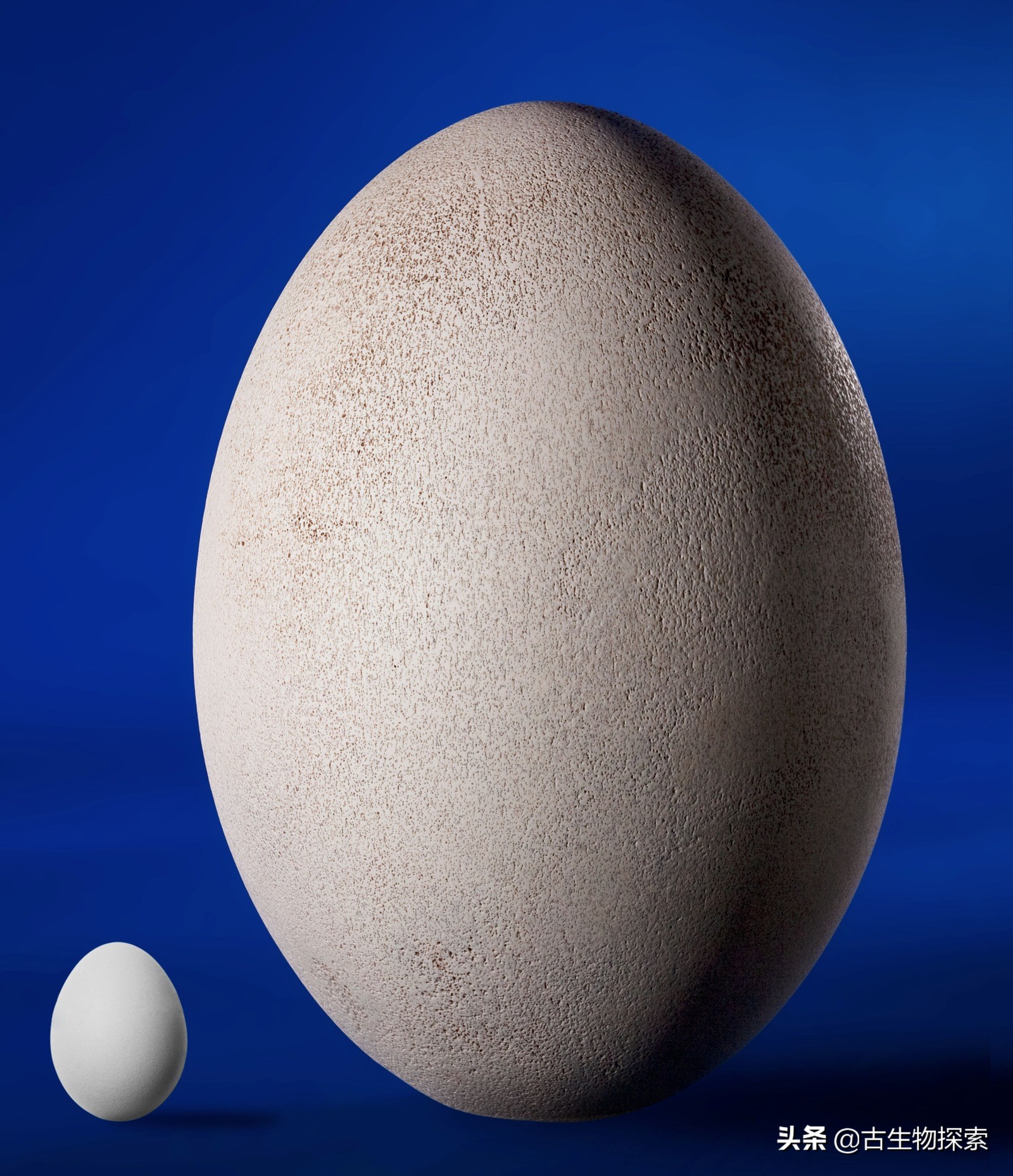 蛋蛋千变万化，就连哺乳动物都生蛋！