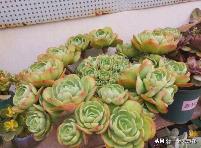 多肉碧桃叶子有黑边,碧桃多肉叶子化水怎么办