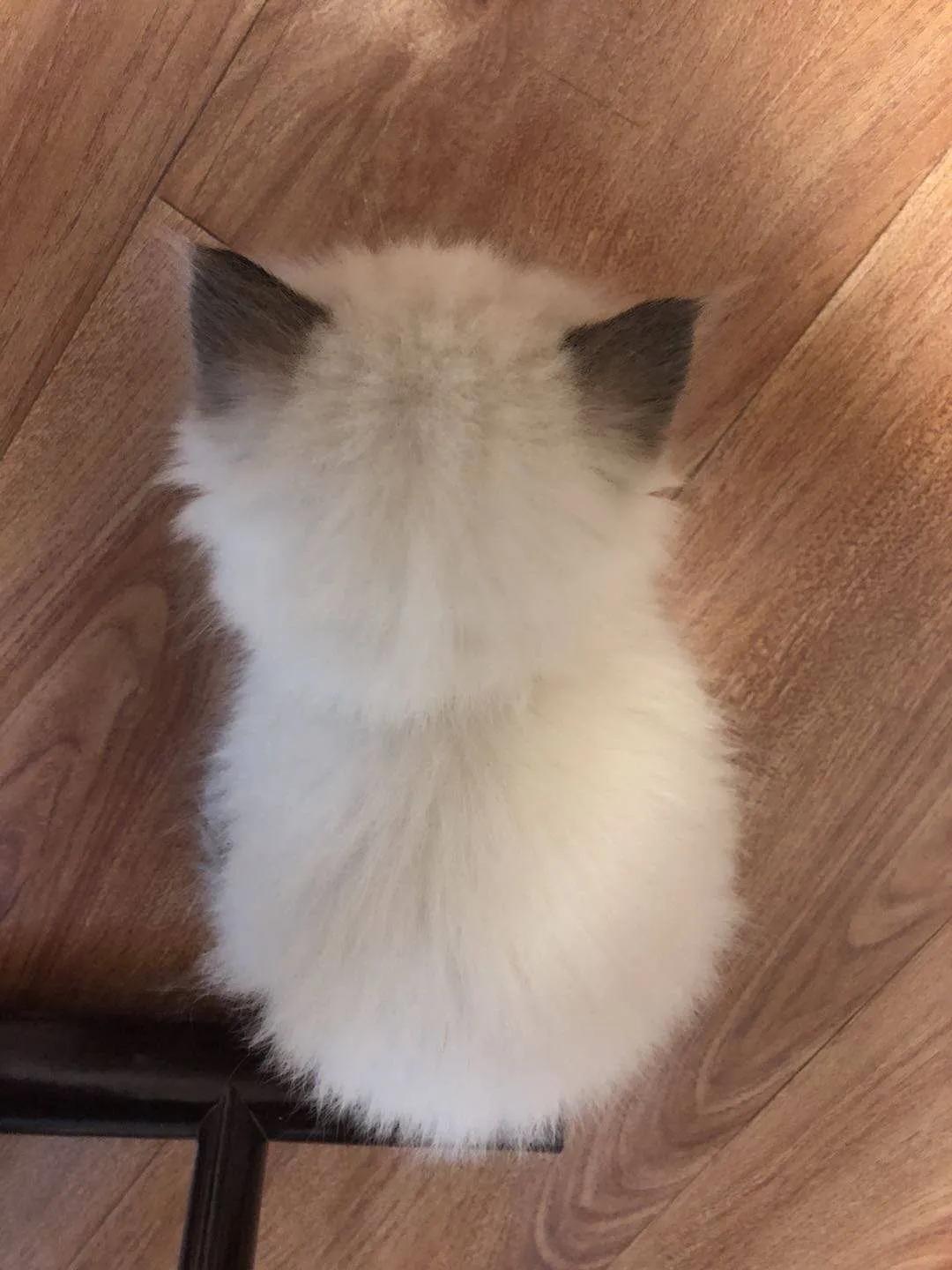 网约车猫咪托运,小猫可以用顺风车托运么