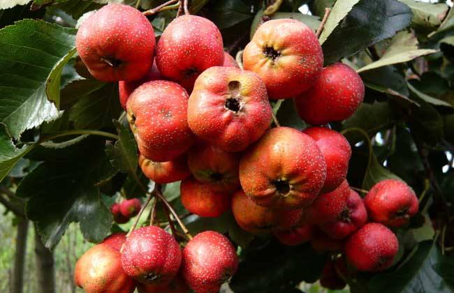 秋季温差大阴雨多，山楂容易出现轮纹病，学会科学防治减少损失