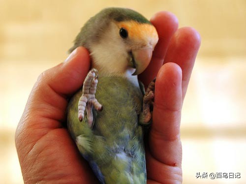 鸟肠胃不好怎么治疗最好,鸟肠道寄生虫怎么治疗