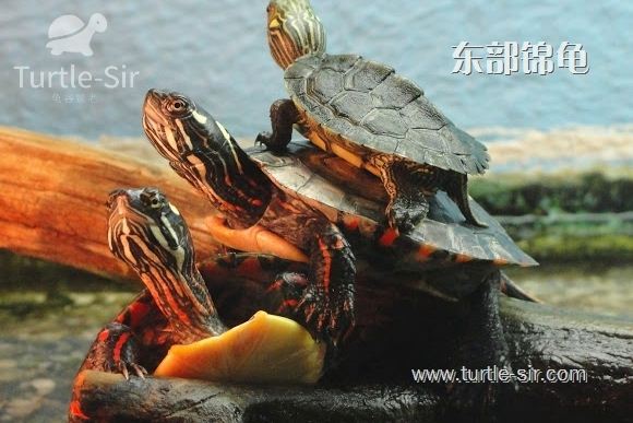 乌龟冬眠后怎么开食,浅水冬眠乌龟什么时候喂食