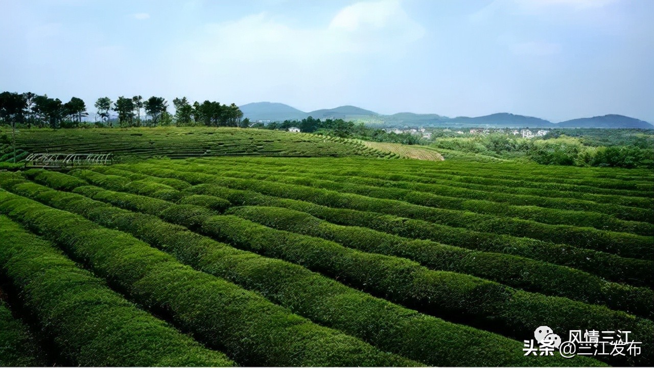 央视新闻报道三江,央视点评三江锅
