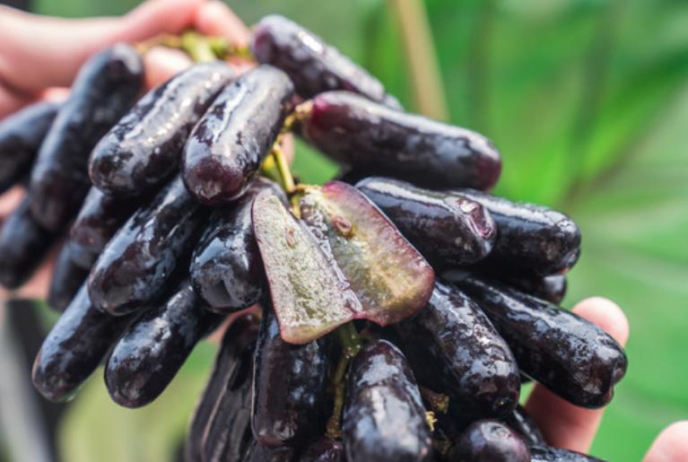 云南金手指葡萄产地,福建金手指葡萄