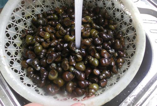 剪好的螺蛳怎么吐泥沙最快最干净,螺蛳剪掉尾部还可以吐干净泥沙么