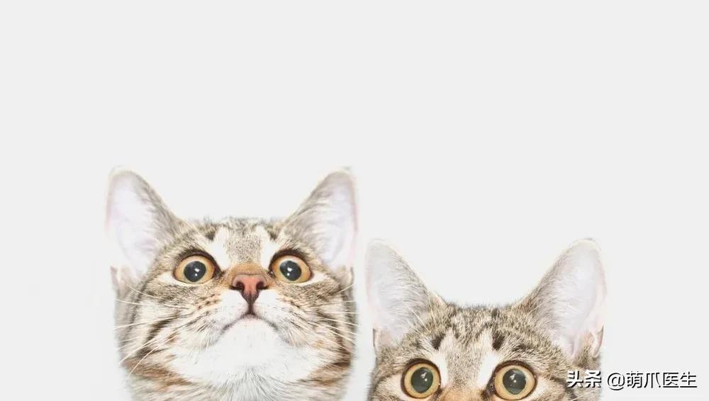 猫有一点点流血是来大姨妈,猫子宫流血是怎么回事