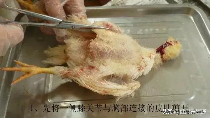 家禽疾病的常用诊断方式有哪些,家禽常见疾病及检测方法书籍