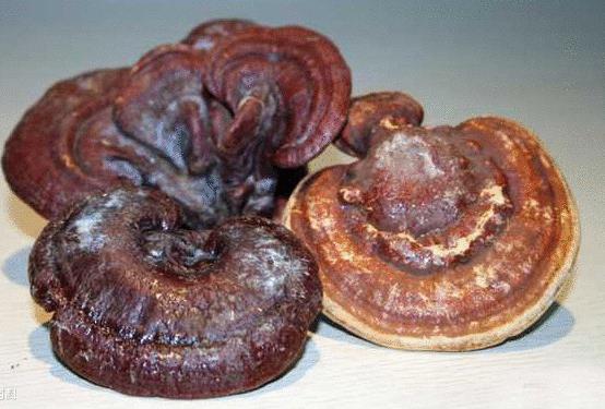 灵芝苦的能煲汤吗,灵芝好苦怎么喝