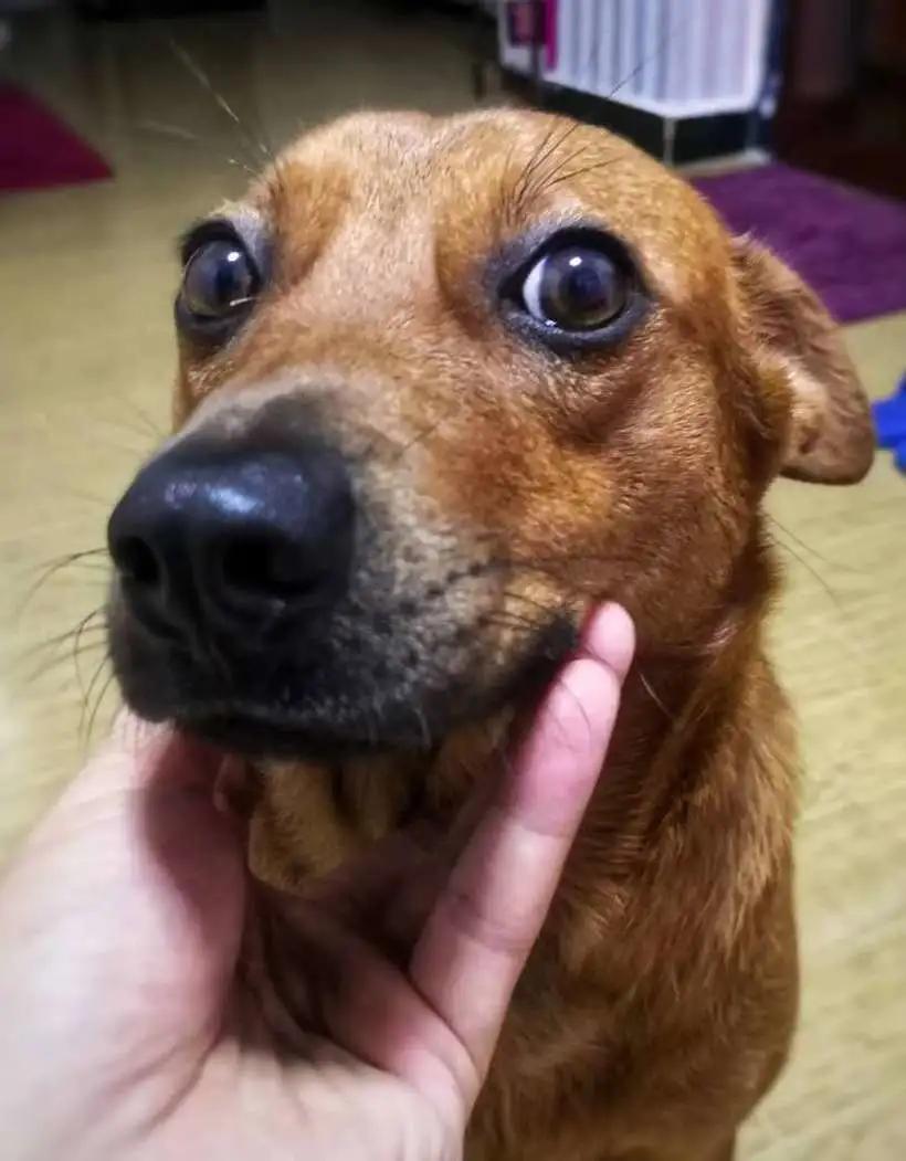 土狗对土主人忠诚吗,土狗vs洋狗