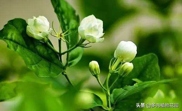 茉莉花四喜的养殖方法,养茉莉的正确方法
