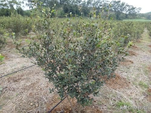 油茶整枝技术视频,油茶苗种植前三年的整枝修剪方法