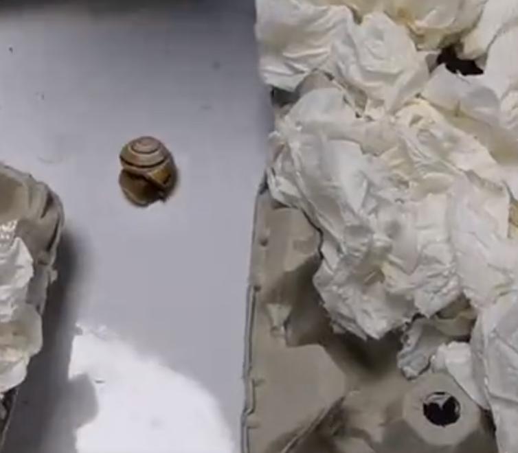 海关查获外来入侵蜗牛,包裹被广州海关拦截