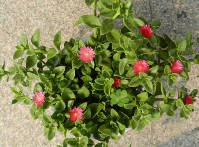 口红花的养殖方法和注意事项,口红花怎么养步骤教程