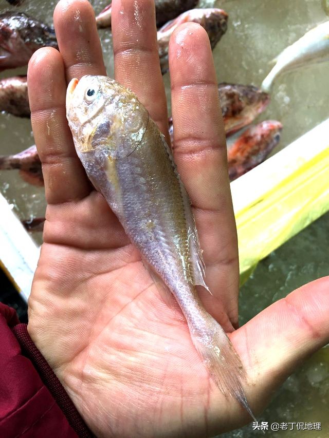 中国海鲜地图,中国海鲜最多地区