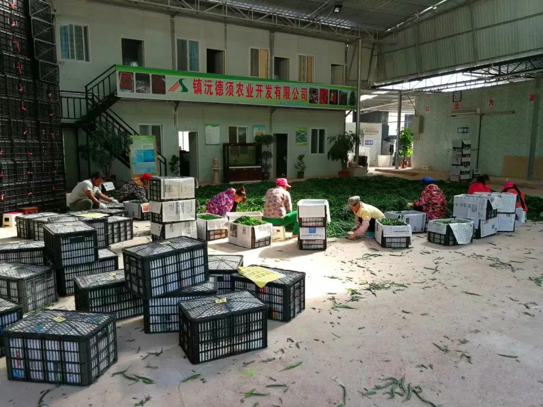 创业故事分享卖花,创业故事茶叶