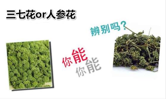 怎么分辨三七花和人参花,三七花和三七花有什么区别