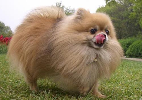 博美犬吃什么牌子的狗粮比较好吃,10斤的博美犬一天要吃多少克狗粮