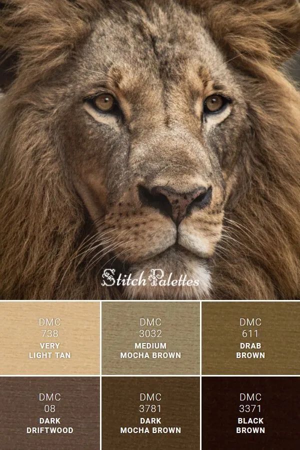 动物配色大全视频,配色的设计灵感